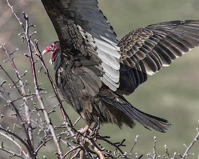 Turkey Vulture._W7A5698.jpg