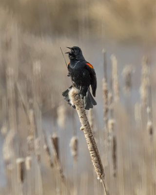 Red-winged Blackbird._W7A5826.jpg