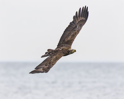 Bald Eagle Juvenile._W7A7457.jpg