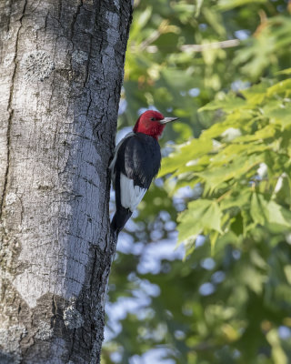 Red-headed Woodpecker._W7A0587.jpg