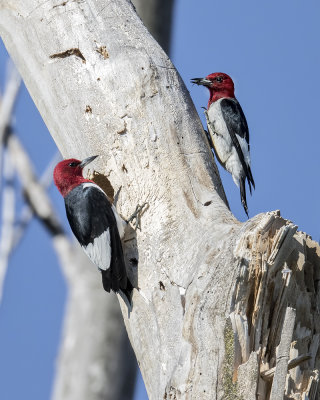 Red-headed Woodpecker._W7A0698.jpg