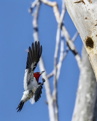 Red-headed Woodpecker._W7A0665.jpg