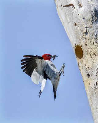 Red-headed Woodpecker._W7A0932.jpg