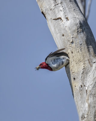 Red-headed Woodpecker._W7A0913.jpg