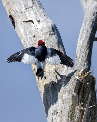 Red-headed Woodpecker._W7A0888.jpg