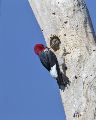 Red-headed Woodpecker._W7A0813.jpg