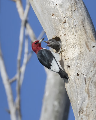 Red-headed Woodpecker._W7A0645.jpg