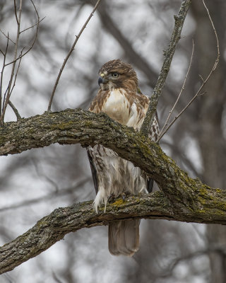 Red-Tail Hawk._W7A1756.jpg