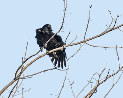 Crow._W7A1798.jpg