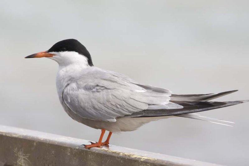 CommonTern60.jpg