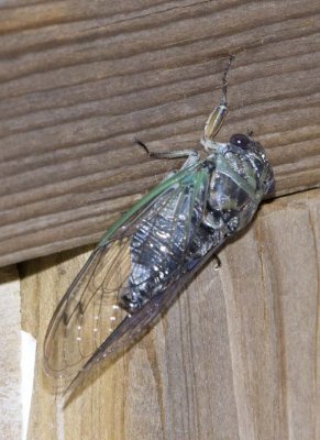 Cicada9.jpg