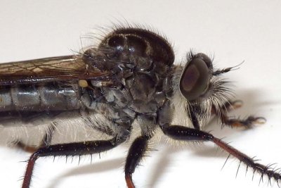 Robberfly43.jpg