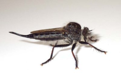 Robberfly44.jpg