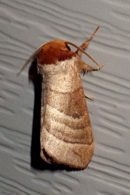 WalnutCaterpillarMoth1.jpg