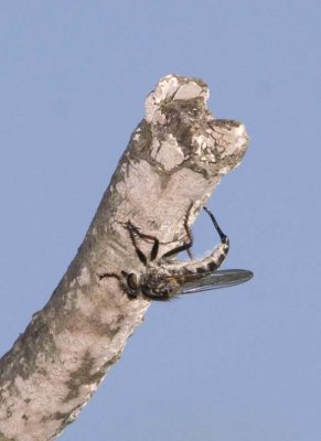 RobberflyDepositingEggs50.jpg