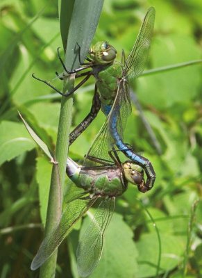 GreenDarner38.jpg