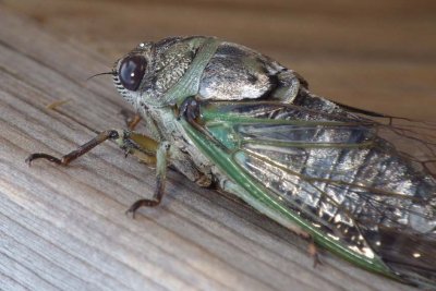 Cicada15.jpg