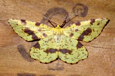 FalseCrocusGeometer7.jpg