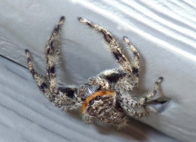 JumpingSpider17.jpg