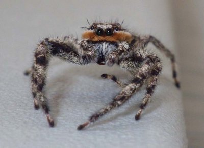 JumpingSpider22.jpg