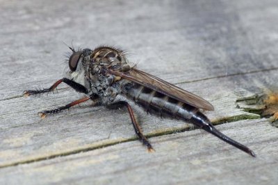 Robberfly62.jpg