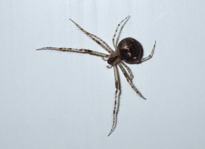 CobwebSpider1.jpg