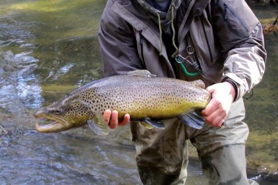 BrownTrout122.jpg