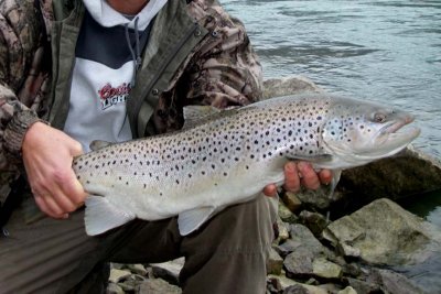BrownTrout123.jpg