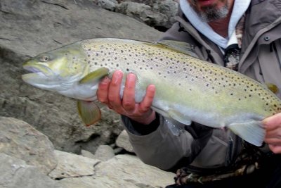 BrownTrout124.jpg
