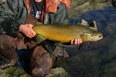 BrownTrout125.jpg