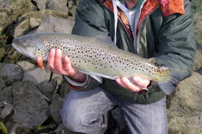 BrownTrout126.jpg