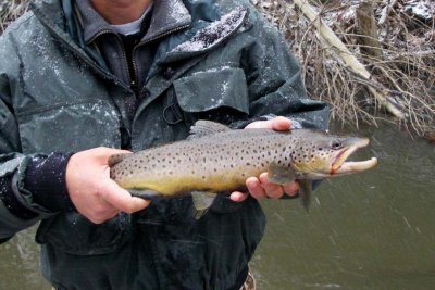 BrownTrout127.jpg