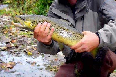 BrownTrout128.jpg