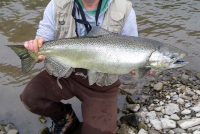 ChinookSalmon146.jpg