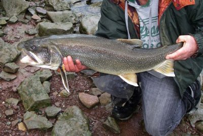 LakeTrout50.jpg