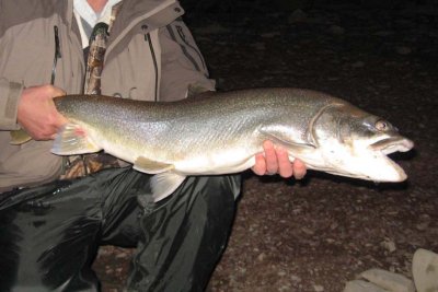 LakeTrout51.jpg