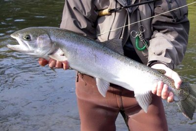 Steelhead277.jpg