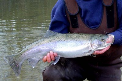 Steelhead287.jpg