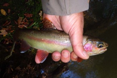 GoldenTrout1.jpg
