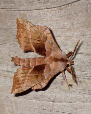 WalnutSphinxMoth1.jpg