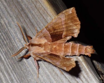 WalnutSphinxMoth4.jpg