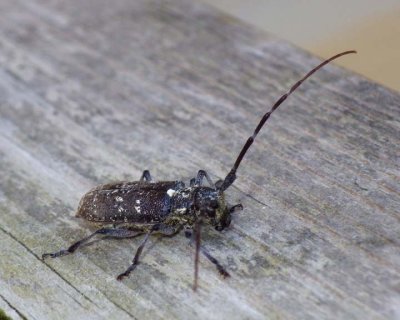 WhiteSpottedPineSawyerBeetle9.jpg