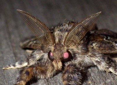 NorthernPineTussockMoth2.jpg