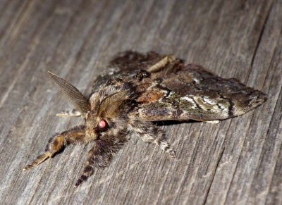 NorthernPineTussockMoth4.jpg