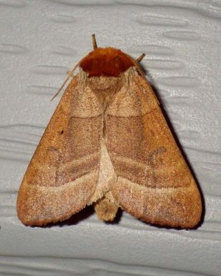 Datana Moth_Chiriquensis1.jpg