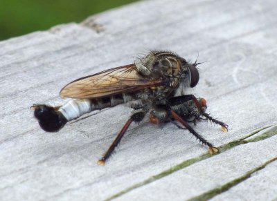 Robberfly67.jpg