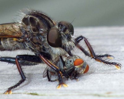 Robberfly71.jpg