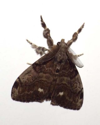 WhiteMarkedTussockMoth5.jpg