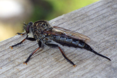 Robberfly72.jpg