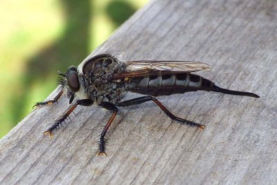 Robberfly73.jpg